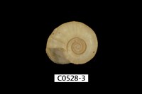 藏品(紅蘋果螺)的圖片